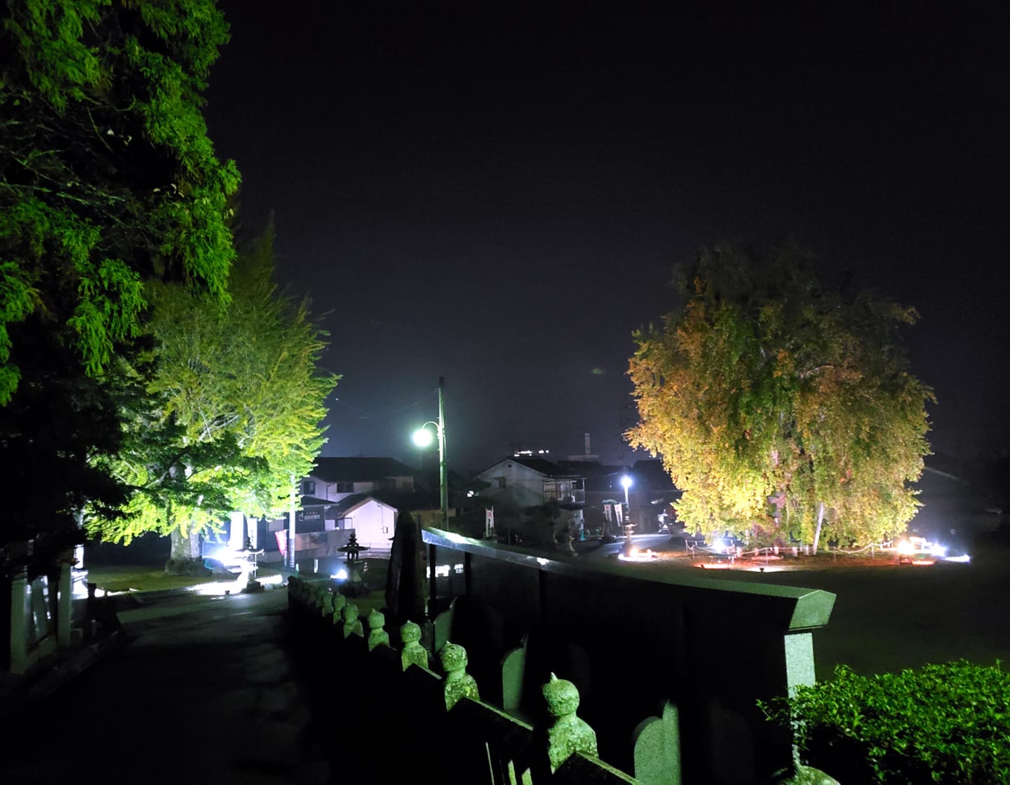 吉備津神社　大公孫樹　ライトアップ