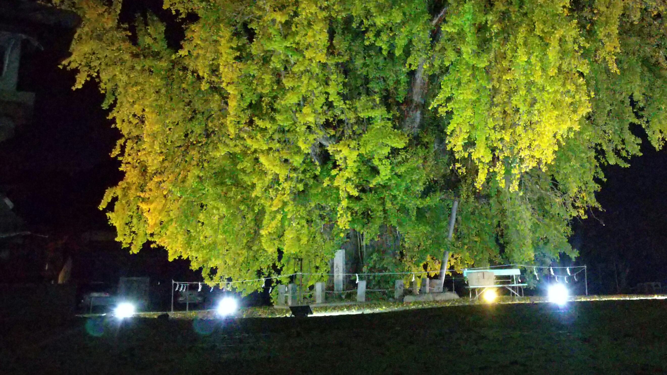 吉備津神社　大公孫樹　ライトアップ