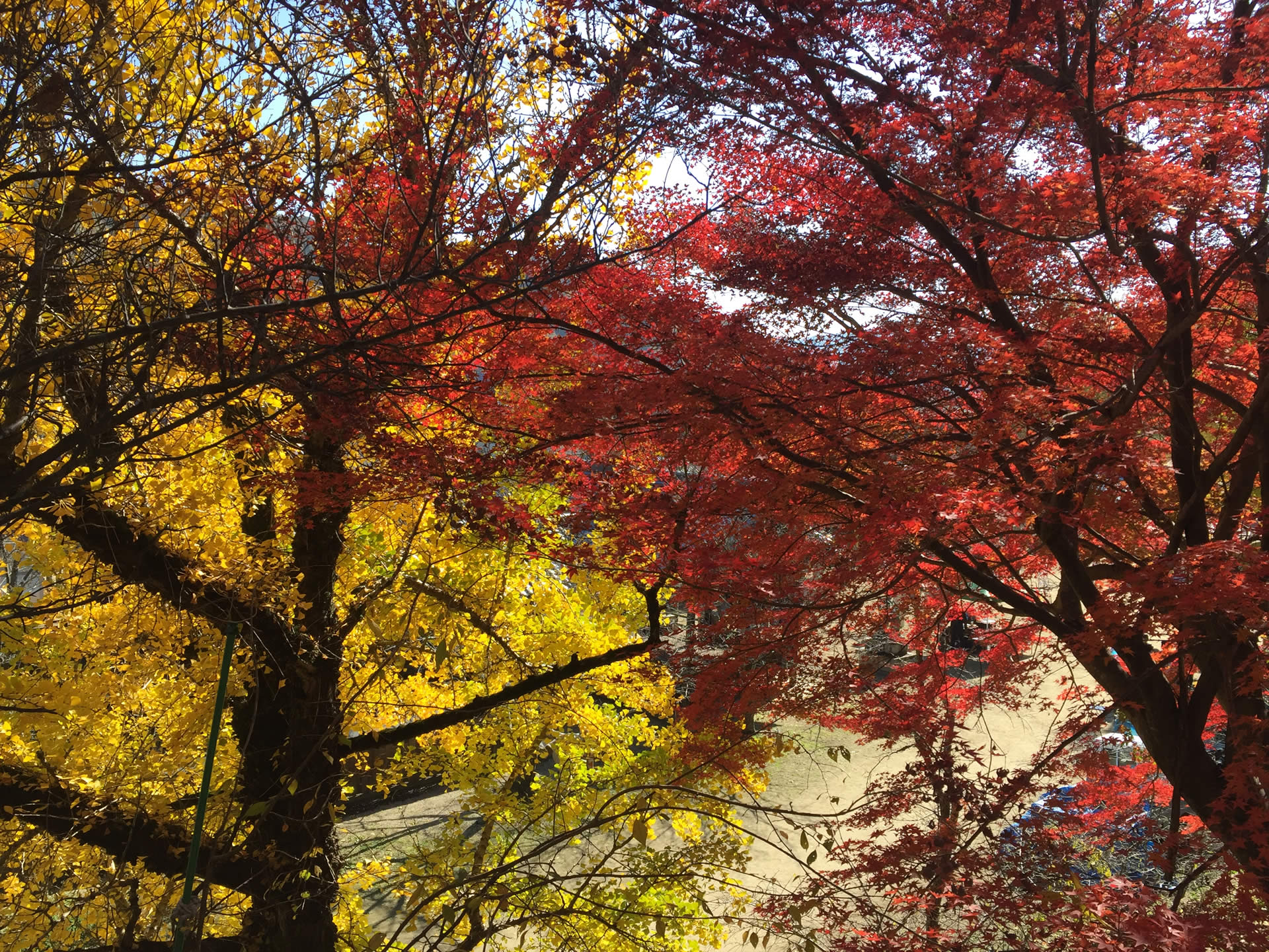 秋 紅葉 黄葉 めぐり 新市町観光協会 秋 紅葉 黄葉 めぐり 新市町観光協会