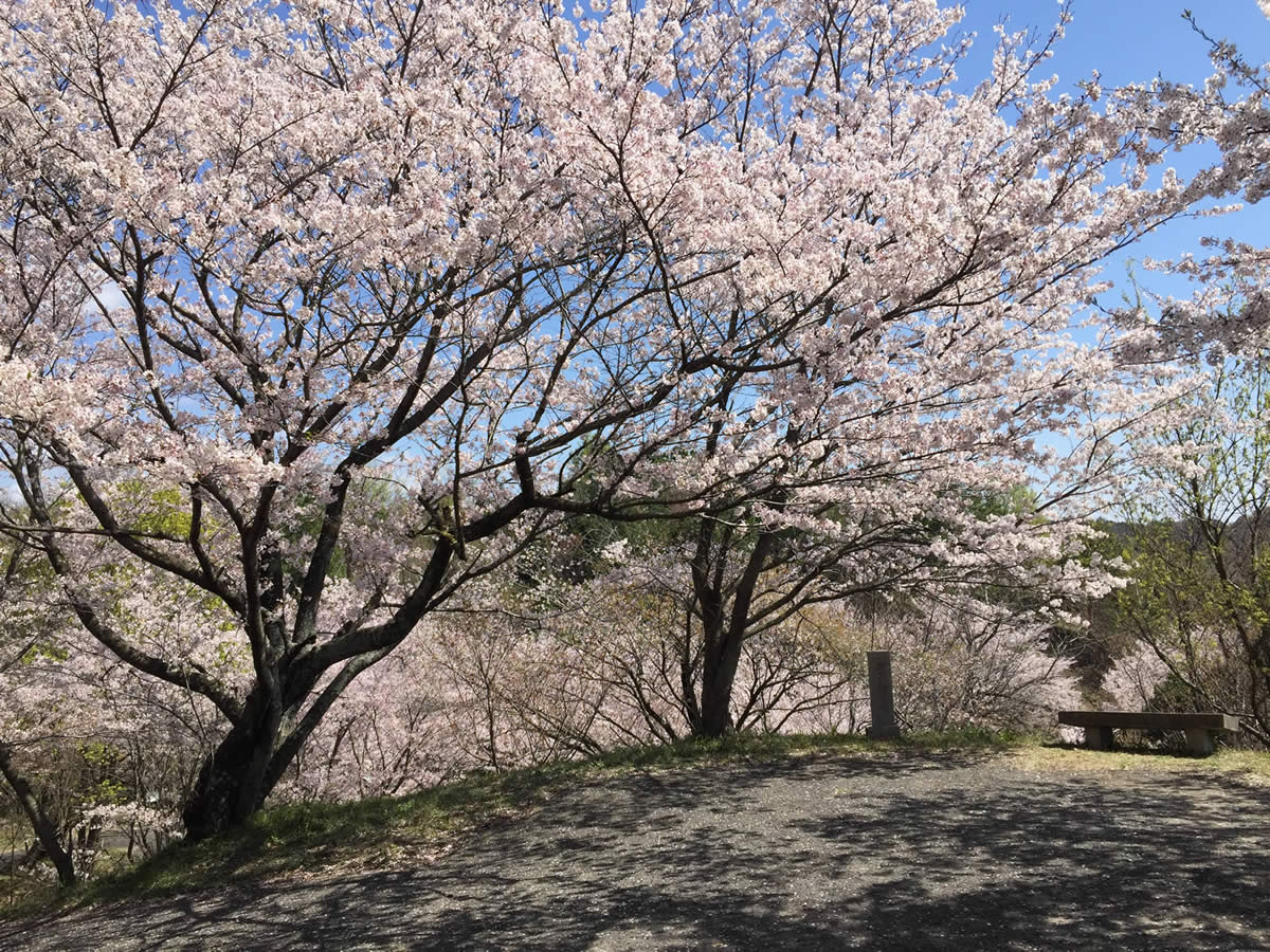 春　桜めぐり